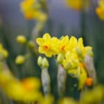 Ignace72 Canon EOS 7D Mark II 2017-02-09 13:40:47 Creative Commons BY-NC-SA f/1.8 1/1000sec ISO-100 94mm