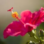 Ignace72 Canon EOS 7D Mark II 2016-08-15 16:07:30 Creative Commons BY-NC-SA f/1.8 1/1600sec ISO-100 100mm