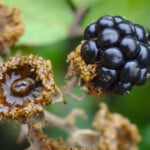 Ignace72 Canon EOS 7D Mark II 2016-09-11 09:44:17 Creative Commons BY-NC-SA f/16 1/125sec ISO-6400 100mm