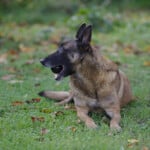 Ignace72 Canon EOS 7D Mark II 2016-11-14 13:45:16 Creative Commons BY-NC-SA f/1.8 1/640sec ISO-100 83mm