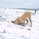Photographer: Ignace72 Canon EOS 500D 2010-12-02 13:15:49 Copyright:Ignace72 f/2.5 1/200sec ISO-100 50mm