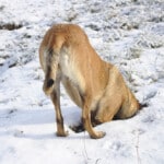 Photographer: Ignace72 Canon EOS 500D 2010-12-02 13:48:23 Copyright:Ignace72 f/5.6 1/200sec ISO-100 50mm