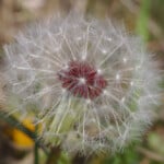 Photographer: Ignace72 Canon EOS 500D 2011-03-24 16:38:05 Copyright:Ignace72 f/9 1/125sec ISO-400 50mm