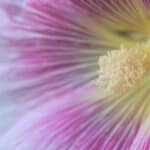Ignace72 Canon EOS 7D Mark II 2015-07-12 05:17:57 Creative Commons BY-NC-SA f/5 1/160sec ISO-320 100mm