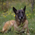 Ignace72 Canon EOS 7D Mark II 2016-07-12 13:02:23 Creative Commons BY-NC-SA f/1.8 1/1600sec ISO-100 72mm